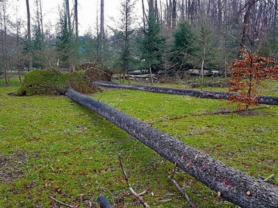 Żywiecki park po przejściu nawałnicy - zdjęcie11