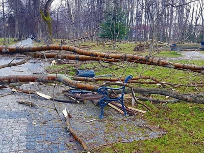 Żywiecki park po przejściu nawałnicy - zdjęcie3