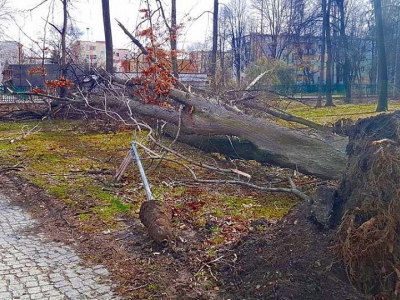 Żywiecki park po przejściu nawałnicy - zdjęcie9