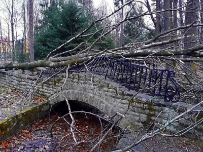 Żywiecki park po przejściu nawałnicy - zdjęcie6