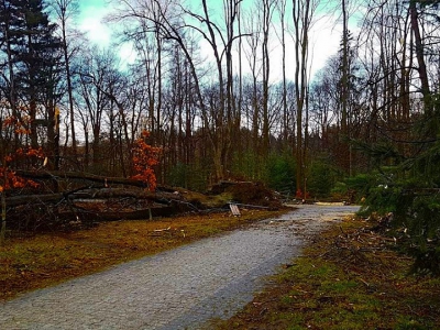 Żywiecki park po przejściu nawałnicy - zdjęcie15