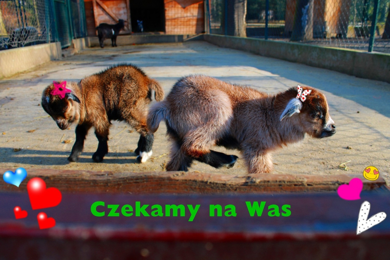 Mini Zoo zaprasza w Dzień Dziecka