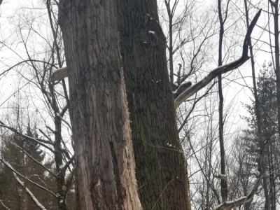 Wycinka drzew na cyplu. Wyjaśnienie - zdjęcie1