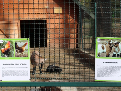 Stajnia Miejska Mini Zoo zmienia się każdego dnia - zdjęcie6