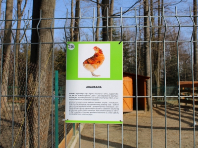 Stajnia Miejska Mini Zoo zmienia się każdego dnia - zdjęcie5