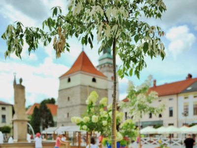 Żywiecki Rynek - zdjęcie10